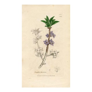 1840s, Mezereon Botanical Print by James Sowerby, Original Antique Botanical Engraving, England For Sale