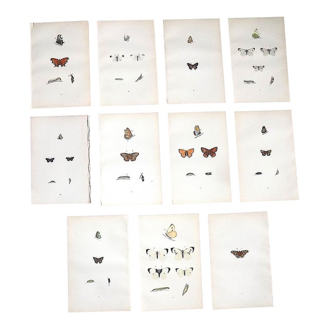 Authentic Antique 19th Century Hand Colored Butterfly Lithographs - Set of 11 For Sale
