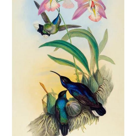 Traditional 1990s Framed Print, Violet Sabrewing Hummingbird (Plate 45- Hill House Edition) Reproduction Print After John Gould For Sale - Image 3 of 9