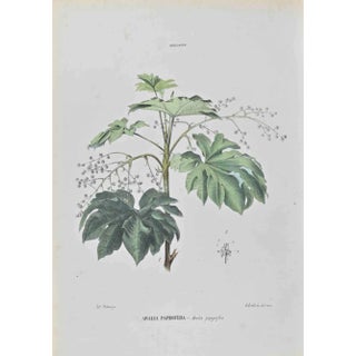 Vincenzo Tenore, Papyrus Abalia, Lithograph, 1870s For Sale