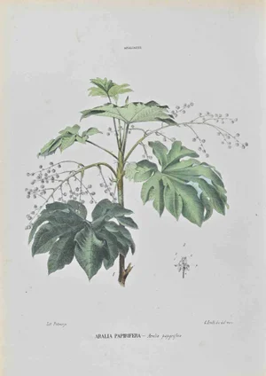 Vincenzo Tenore, Papyrus Abalia, Lithograph, 1870s