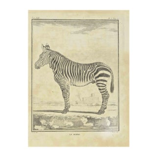 Jean Charles Baquoy, Zebra, Etching, 1771 For Sale