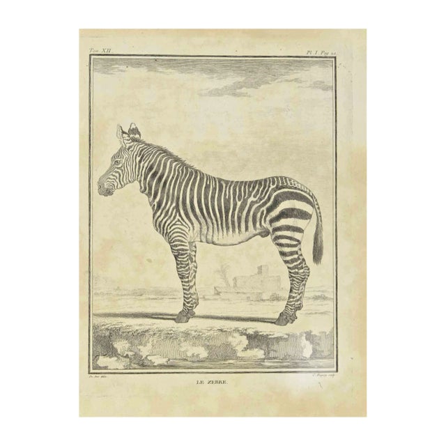 Jean Charles Baquoy, Zebra, Etching, 1771 For Sale