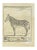 Jean Charles Baquoy, Zebra, Etching, 1771 For Sale