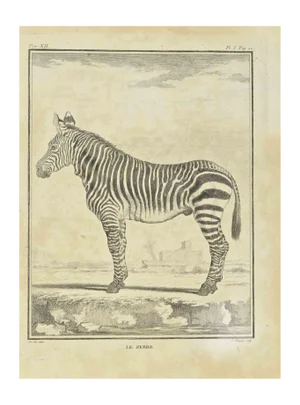 Jean Charles Baquoy, Zebra, Etching, 1771