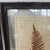 Glass Pair of Antique Framed Pressed Botanical Specimens From the Societe De Botanique De Paris For Sale - Image 7 of 12