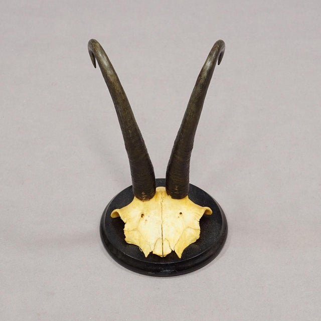 Rustic European Antique Set of Six Chamois Trophies on Turned Plaques, Germany Ca. 1900 For Sale - Image 3 of 7