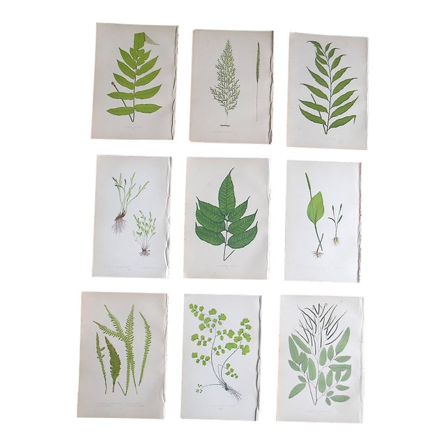 Antique 19th Century Botanical Fern Wood Engravings - Set of 9 For Sale
