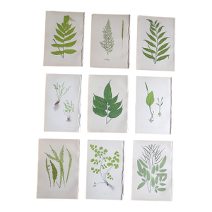 Antique 19th Century Botanical Fern Wood Engravings - Set of 9