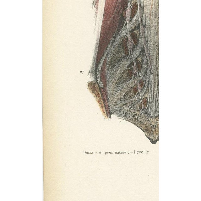 Gold Hirschfeld and Leveille, Brain and Spinal Cord with the Spinal Nerves, 1866, Paper For Sale - Image 8 of 12