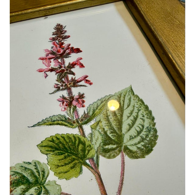 Vintage Botanical Prints From 'Familiar Wildflowers by Hulme, (A Framed Set of Four ), Stippled Technique ,C. 1890–1905 For Sale In New York - Image 6 of 12