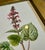 Vintage Botanical Prints From 'Familiar Wildflowers by Hulme, (A Framed Set of Four ), Stippled Technique ,C. 1890–1905 For Sale In New York - Image 6 of 12