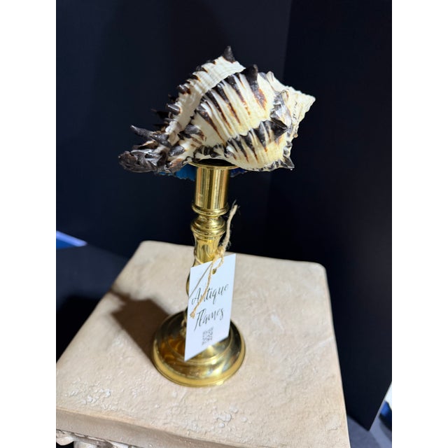 Celestial Meets the Sea Brass Adorned With Shell-Coastal Art Sculpture For Sale In Chicago - Image 6 of 6