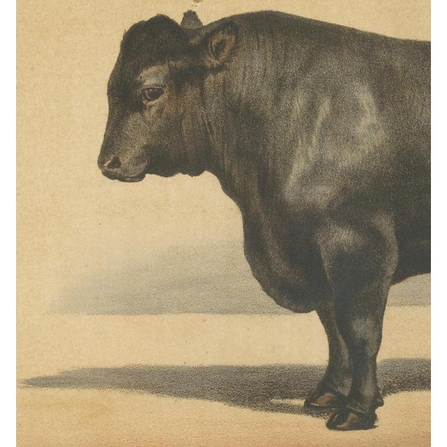 19th Century Olivier De Penne, Angus Bull, Scottish Cattle, 1863, Chromolithograph For Sale - Image 5 of 9