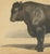 19th Century Olivier De Penne, Angus Bull, Scottish Cattle, 1863, Chromolithograph For Sale - Image 5 of 9