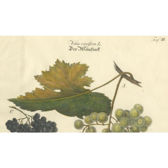 Grape Varieties Botanical Print, Vitis Vinifera Study, 1801, Paper For Sale - Image 3 of 10