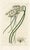 Original early-1800s hand colored engraving that appeared in "The Botanical Register", a British horticultural journal...