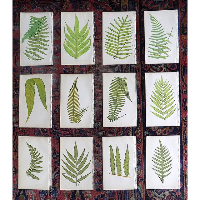 Antique 19th Century Botanical Fern Wood Engravings - Set of 12 For Sale - Image 9 of 9