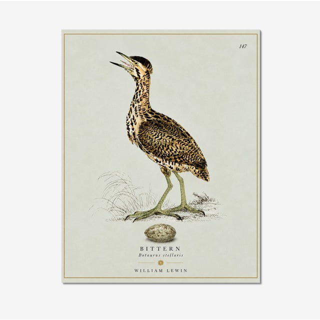 Illustration William Lewin 1789 Waterbirds Fine Art Gallery Board Print - The Bittern For Sale - Image 3 of 9