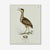 Illustration William Lewin 1789 Waterbirds Fine Art Gallery Board Print - The Bittern For Sale - Image 3 of 9