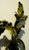 Antique Pair French 19th Century Louis XV Gilt Bronze Two Light Wall Sconces For Sale - Image 12 of 18