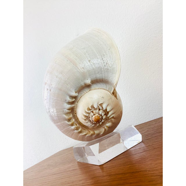 Vintage Large Crowned Baler Sea Snail Shell large size shell from a crowned baler sea snail palest shell pink color white...