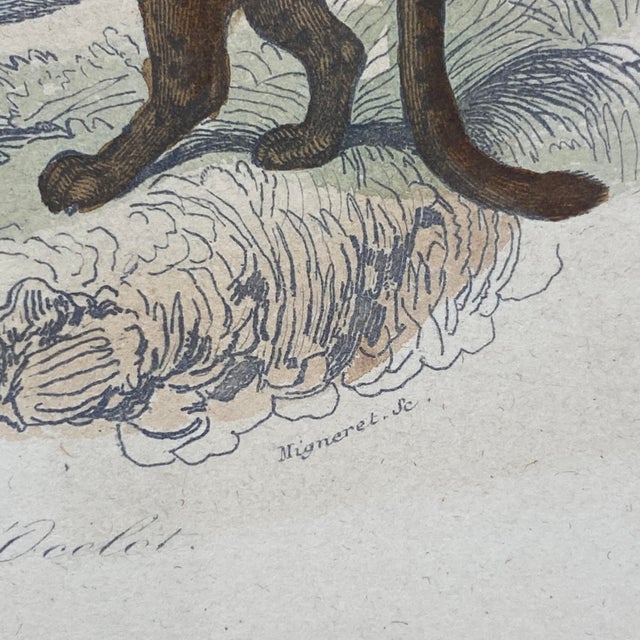 French Antique 18th Century "Le Margay" Animal Engraving Hand Colored Signed Artwork For Sale - Image 9 of 12