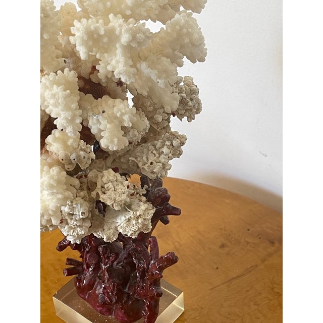 Shell 1960s Marine Arrangement - White Coral Cluster on Faux Red Coral Stand For Sale - Image 7 of 8