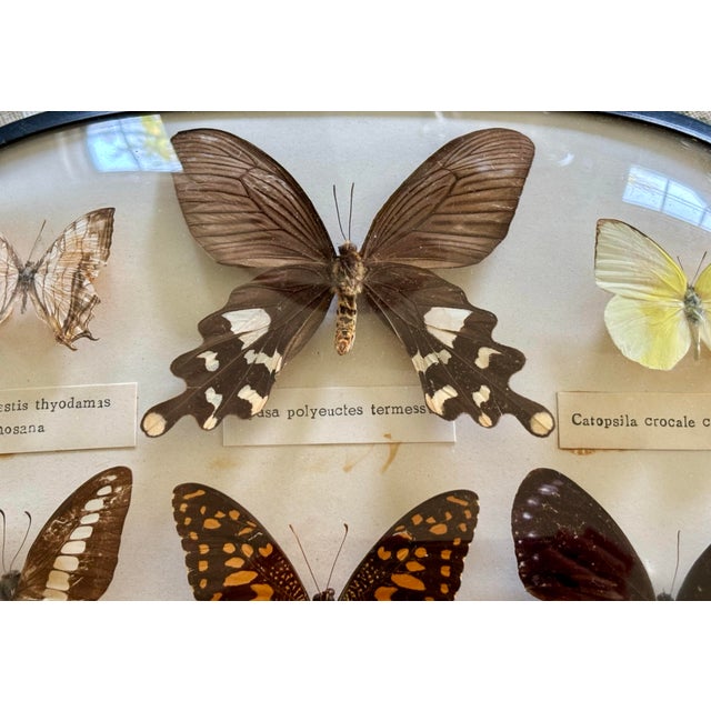 Folk Art Mid-20th Century English Butterfly Specimen Case For Sale - Image 3 of 6