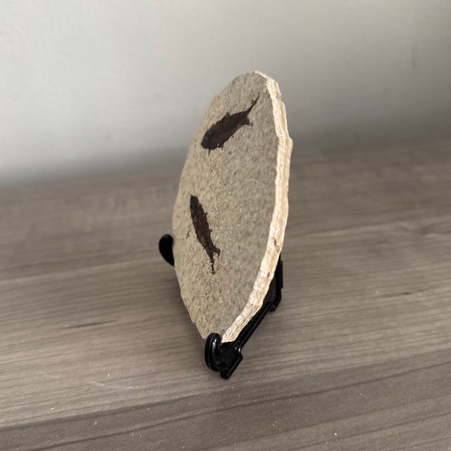 2020s Fossil Knightia Fish From the Green River Formation in Wyoming - With Stand. For Sale - Image 5 of 7