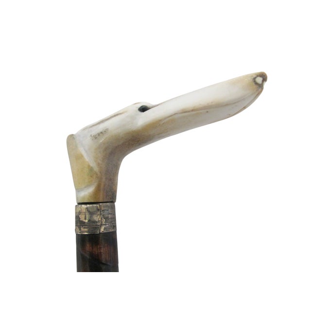 Antique walking stick with carved bone or cattle horn handle forming the shape of a long nosed whippet or greyhound dog....