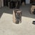 Side Table in Black Petrified Wood with Beige Fine Mesh Pattern For Sale - Image 11 of 18