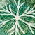 Ceramic Portuguese Cabbageware Plate by Bordallo Pinheiro For Sale - Image 7 of 9