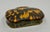 19th Century Set of 3 Victorian Horn Snuff or Trinket Boxes For Sale - Image 18 of 18