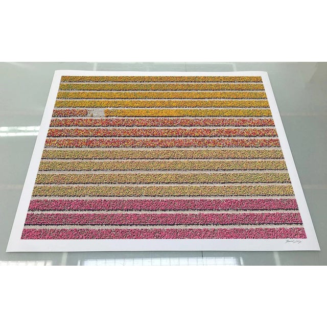 "AV_Tulip_Fileds_016" Contemporary Limited Edition Photography Fine Art Print by Bernhard Lang For Sale - Image 4 of 11