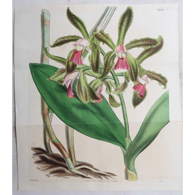 William Fitch, Botanical Prints Curtis. 1838, Paper For Sale - Image 4 of 10
