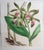 William Fitch, Botanical Prints Curtis. 1838, Paper For Sale - Image 4 of 10