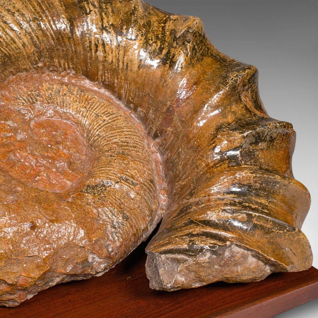 Large Ammonite Specimen, Natural History, Jurassic Fossil, Antique Presentation For Sale - Image 11 of 12