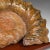 Large Ammonite Specimen, Natural History, Jurassic Fossil, Antique Presentation For Sale - Image 11 of 12