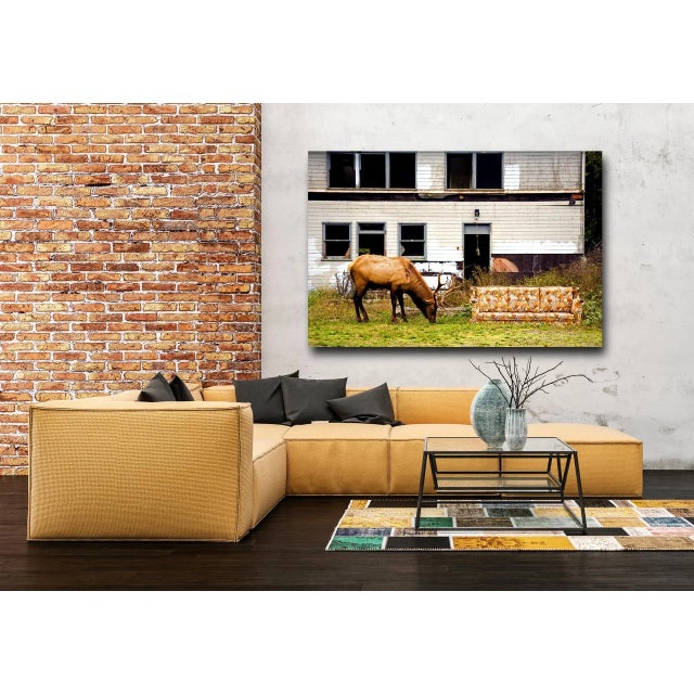 Mid-Century Modern "White Trash Elk" - Contemporary Dye Sublimation Photograph by George Diebold For Sale - Image 3 of 4