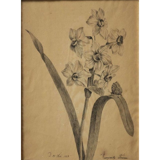 Margaret Trone, Swedish Empire Flower, Paper, Framed, Set of 2 For Sale - Image 6 of 14