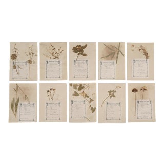 Art Nouveau French Pressed Botanicals Set of 10 For Sale