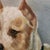 American 1990s Staffordshire Terrier Dog Oil Painting For Sale - Image 3 of 4