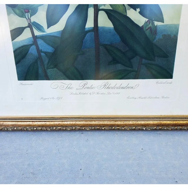 Vintage Set of Two Dr Robert John Thornton Botanical Prints, the Tulips & the Pontic Rhododendron For Sale - Image 12 of 12