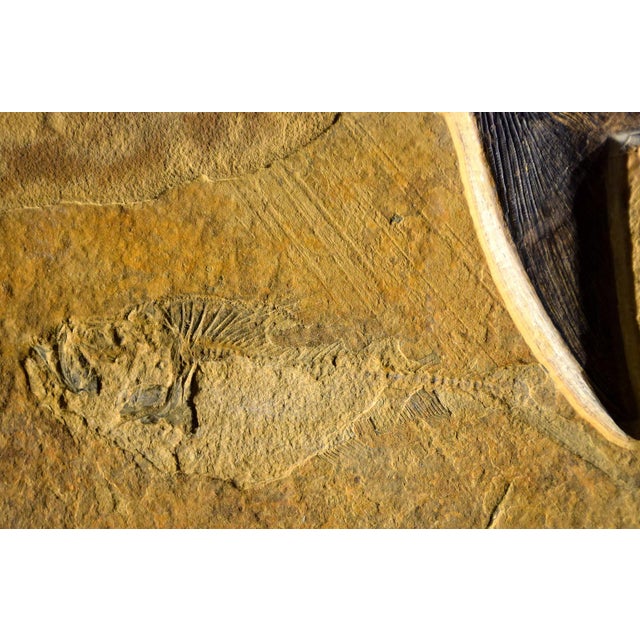 Fossil Fish Mural 8780am For Sale - Image 4 of 6