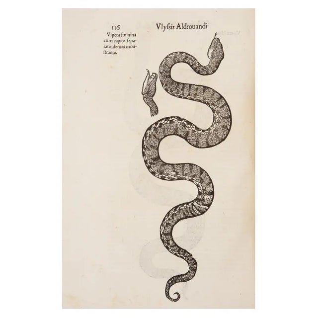 17th Century 17th Century Illustrated Vellum Book, Ulisse Aldrovandi's Serpentum Et Draconum Historiæ Libri Duo For Sale - Image 5 of 12