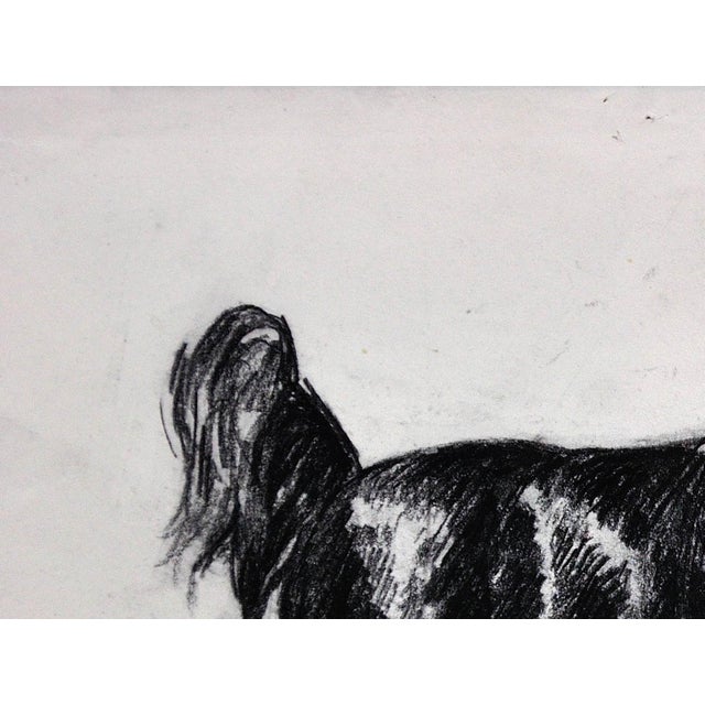 Paper Elin Sian Blake, Black Welsh Cob, Charcoal on Paper For Sale - Image 7 of 18