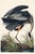 Great Blue Heron by John James Audubon, Vintage Art Print Reproduction, 32" × 48" For Sale