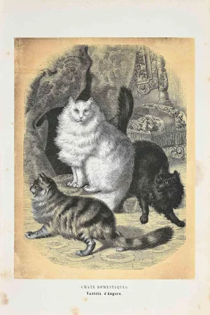 Paul Gervais, Domestic Cats, Original Lithograph, 1854