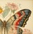 Butterfly and Flowers No. 20 – Fine Art Print This elegant fine art print features a magnificent butterfly displayed among...